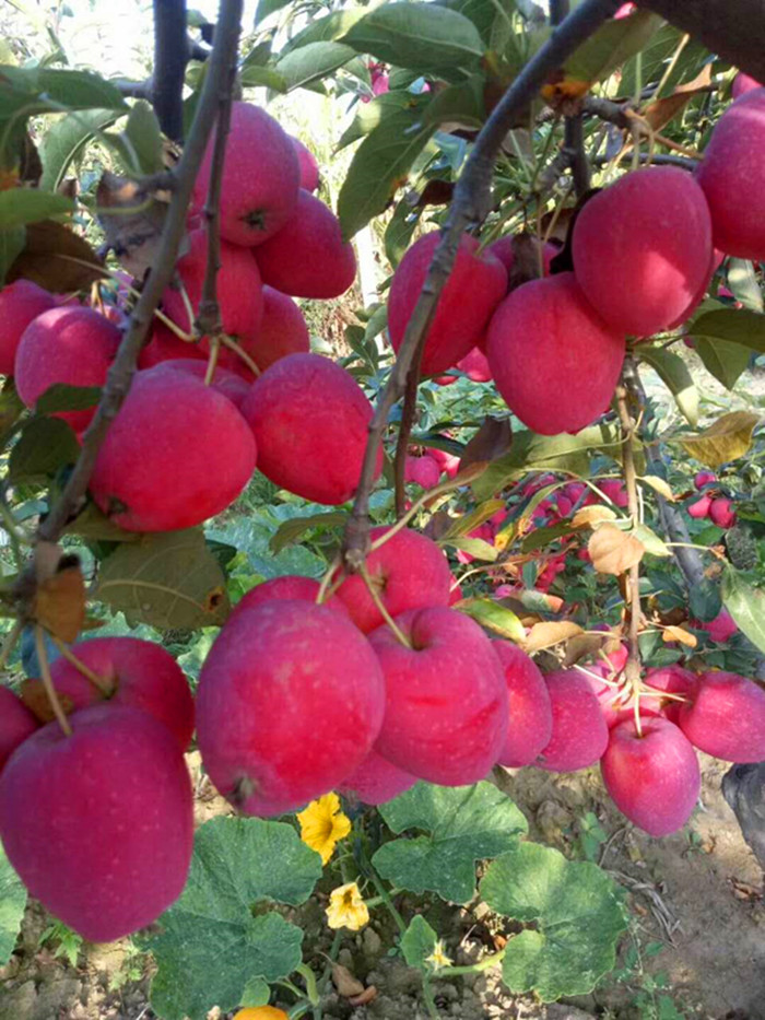 鸡心果熟了! --国山葡萄果树苗木农民专业合作社