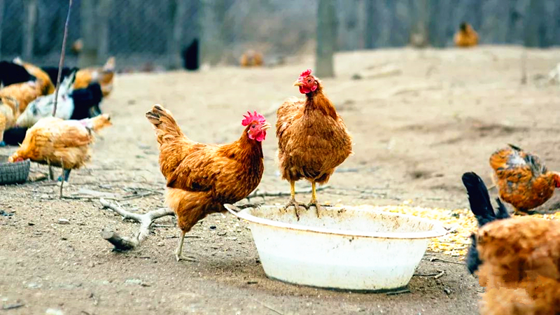 梨树县【孟凡咏山林鸡场】