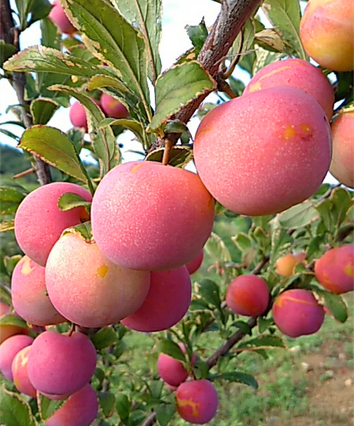 吉林省最新品种果树图片