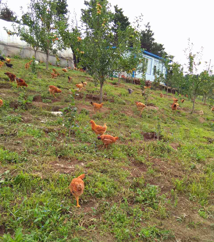 大家对绿色无公害纯天然食品越来越青睐,绿野康生态园养殖的小笨鸡
