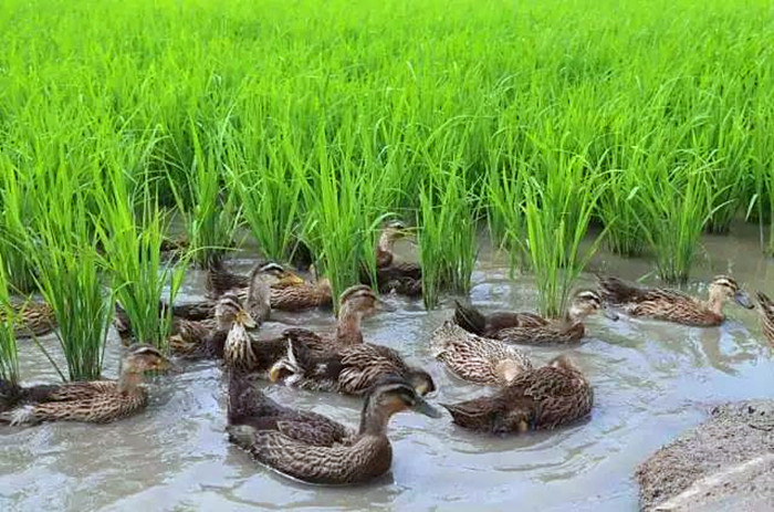 鱼肥鸭欢稻谷香生态种植远名扬辽河垦区鑫旺家庭农场